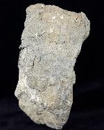 Hippurites (Vaccinites) cf. gosaviensis DOUVILLE 1891 - Bild © FossNet FossilienStore